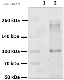 Western blot - Goat Anti-Rabbit IgG H&L (HRP) (AB6721)