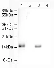 Western blot - Goat Anti-Rabbit IgG H&L (HRP) (AB6721)