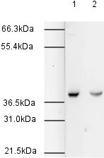Western blot - Goat Anti-Rabbit IgG H&L (HRP) (AB6721)