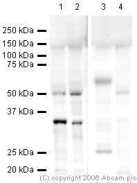 Western blot - Goat Anti-Rabbit IgG H&L (HRP) (AB6721)