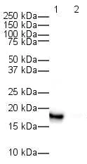 Western blot - Goat Anti-Rabbit IgG H&L (HRP) (AB6721)