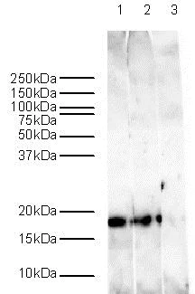 Western blot - Goat Anti-Rabbit IgG H&L (HRP) (AB6721)