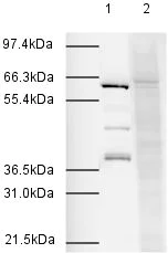 Western blot - Goat Anti-Rabbit IgG H&L (HRP) (AB6721)
