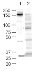 Western blot - Goat Anti-Rabbit IgG H&L (HRP) (AB6721)