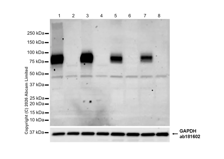 Immunohistochemistry (Formalin/PFA-fixed paraffin-embedded sections) - Goat Anti-Rabbit IgG H&L (HRP) (AB97051)