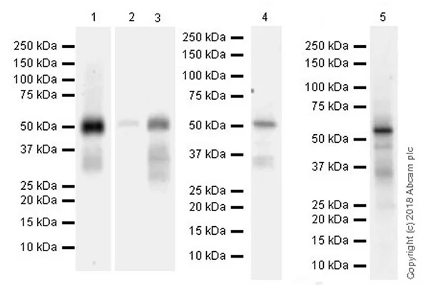 Western blot - Goat Anti-Rabbit IgG H&L (HRP) (AB97051)