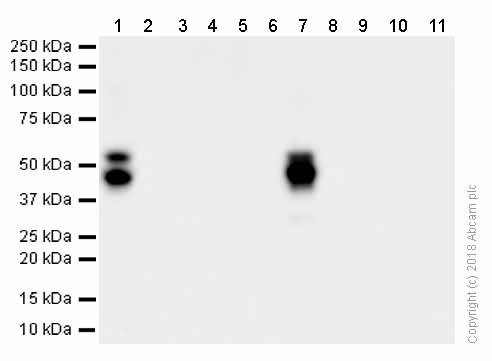 Western blot - Goat Anti-Rabbit IgG H&L (HRP) (ab97051), expandable thumbnail