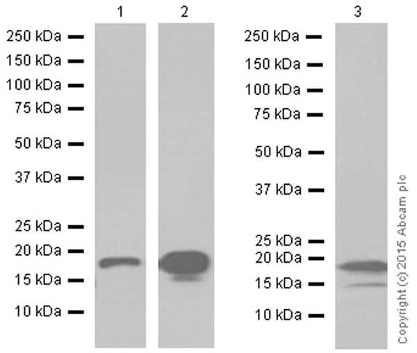 Western blot - Goat Anti-Rabbit IgG H&L (HRP) (ab97051), expandable thumbnail