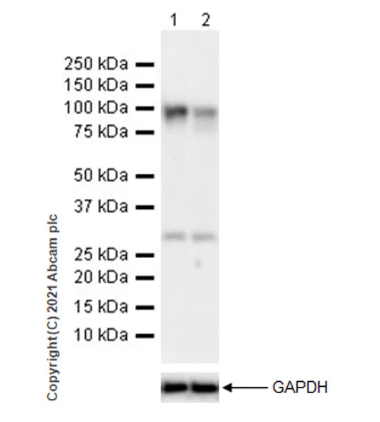 Western blot - Goat Anti-Rabbit IgG H&L (HRP) (AB97051)