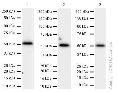Western blot - Goat Anti-Rabbit IgG H&L (HRP) (ab97051), expandable thumbnail