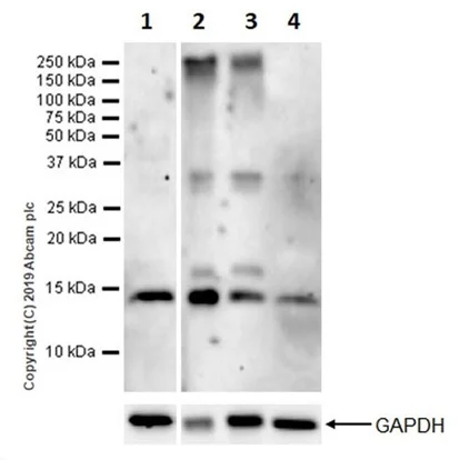 Western blot - Goat Anti-Rabbit IgG H&L (HRP) (AB97051)