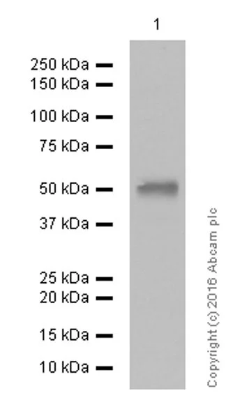 Western blot - Goat Anti-Rabbit IgG H&L (HRP) (AB97051)