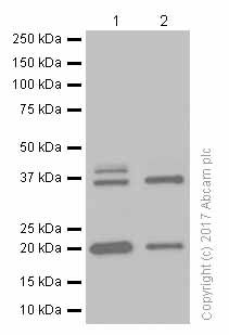 Western blot - Goat Anti-Rabbit IgG H&L (HRP) (ab97051), expandable thumbnail
