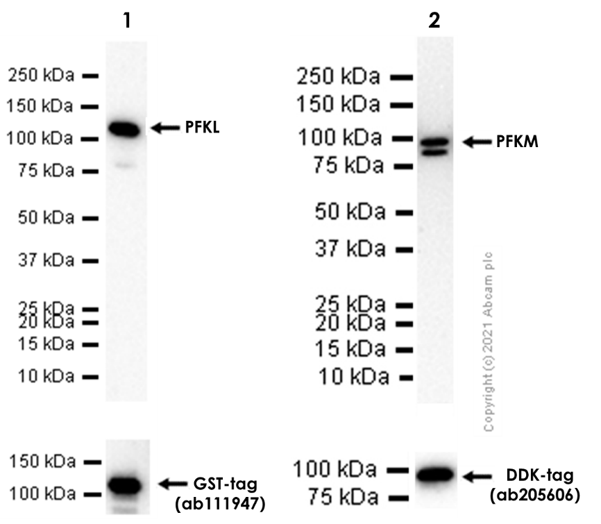Western blot - Goat Anti-Rabbit IgG H&L (HRP) (ab97051), expandable thumbnail