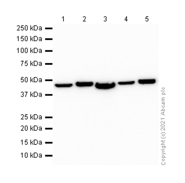 Western blot - Goat Anti-Rabbit IgG H&L (HRP) (ab97051), expandable thumbnail