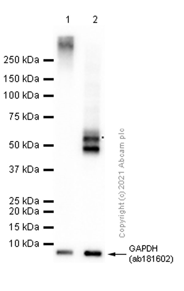 Western blot - Goat Anti-Rabbit IgG H&L (HRP) (ab97051), expandable thumbnail