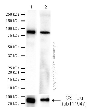 Western blot - Goat Anti-Rabbit IgG H&L (HRP) (ab97051), expandable thumbnail