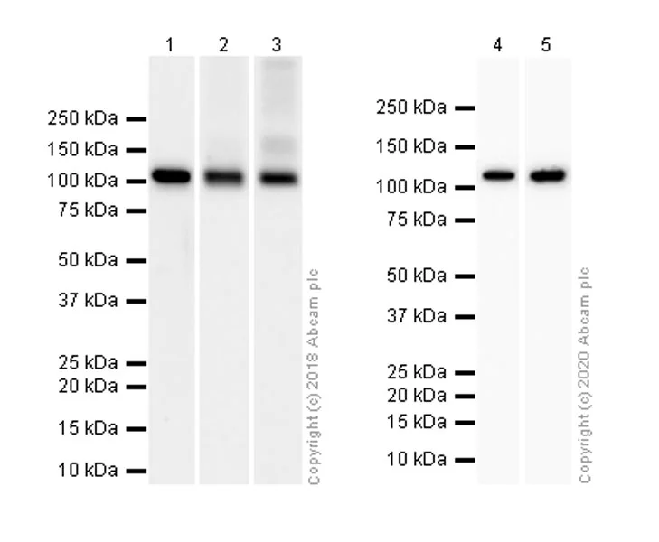 Western blot - Goat Anti-Rabbit IgG H&L (HRP) (AB97051)