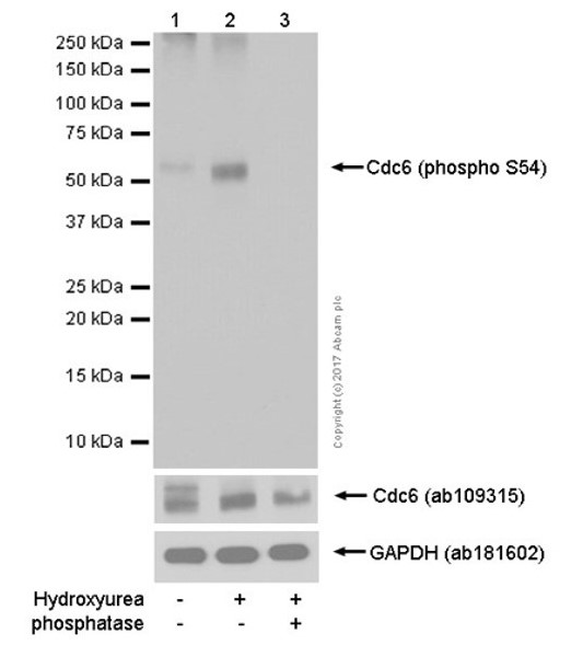 Western blot - Goat Anti-Rabbit IgG H&L (HRP) (ab97051), expandable thumbnail