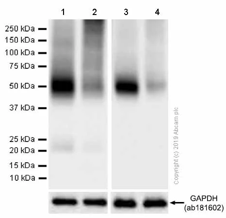 Western blot - Goat Anti-Rabbit IgG H&L (HRP) (AB97051)