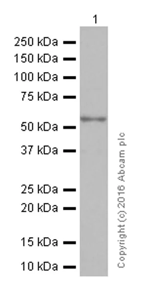 Western blot - Goat Anti-Rabbit IgG H&L (HRP) (AB97051)