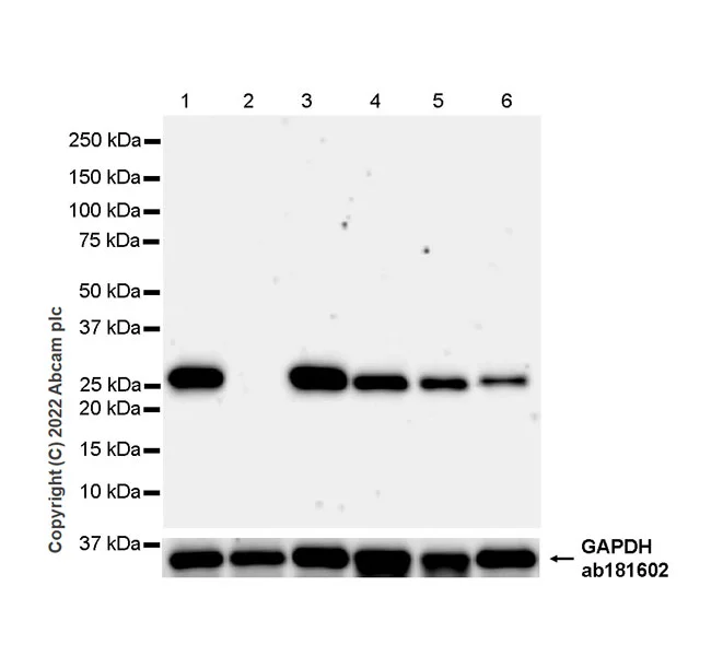 Western blot - Goat Anti-Rabbit IgG H&L (HRP) (AB97051)