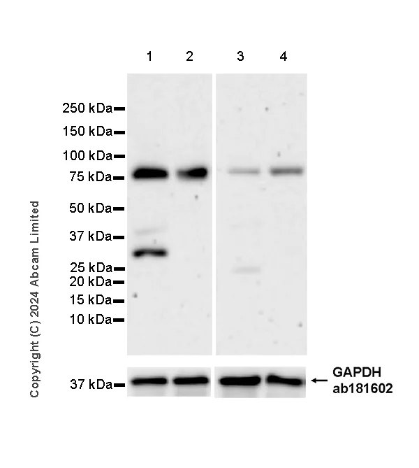 Western blot - Goat Anti-Rabbit IgG H&L (HRP) (AB97051)
