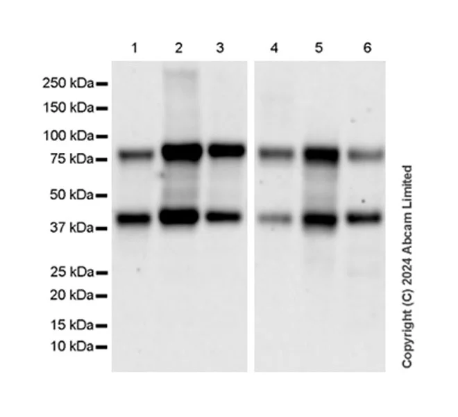 Western blot - Goat Anti-Rabbit IgG H&L (HRP) (AB97051)