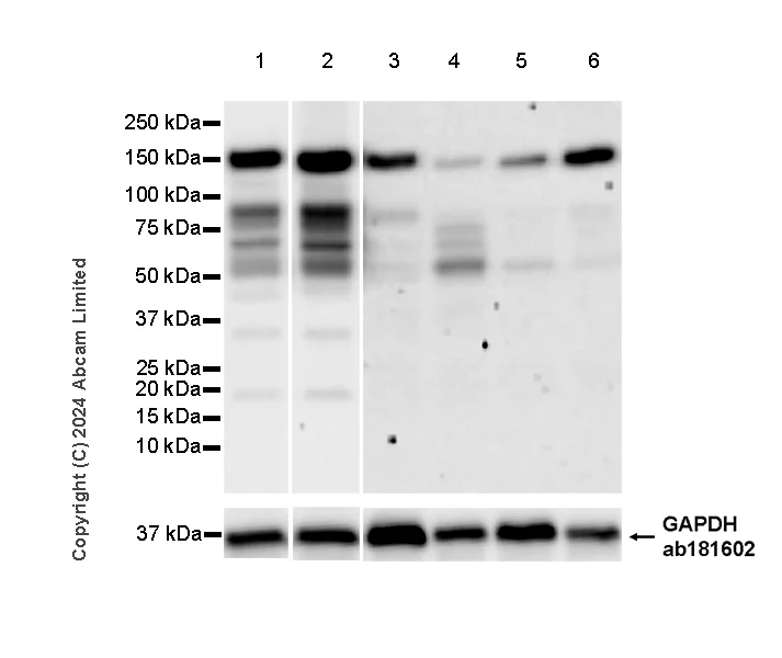 Western blot - Goat Anti-Rabbit IgG H&L (HRP) (AB97051)