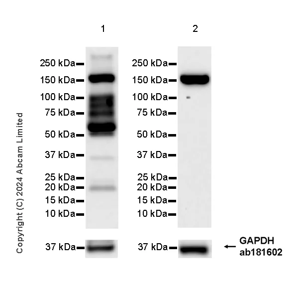 Western blot - Goat Anti-Rabbit IgG H&L (HRP) (AB97051)