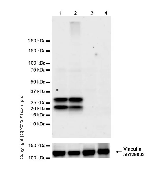 Western blot - Goat Anti-Rabbit IgG H&L (HRP) (AB97051)
