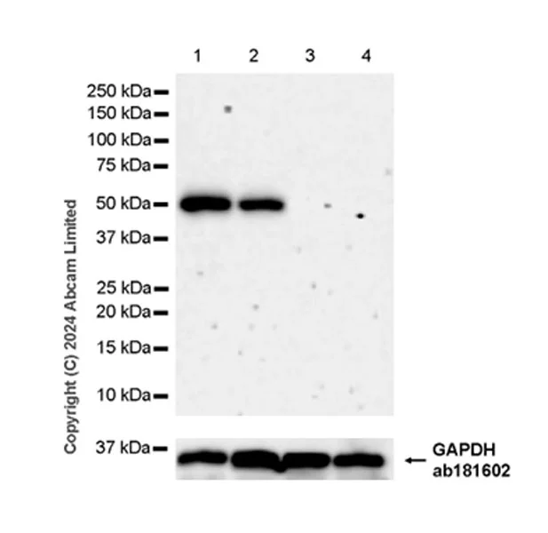 Western blot - Goat Anti-Rabbit IgG H&L (HRP) (AB97051)