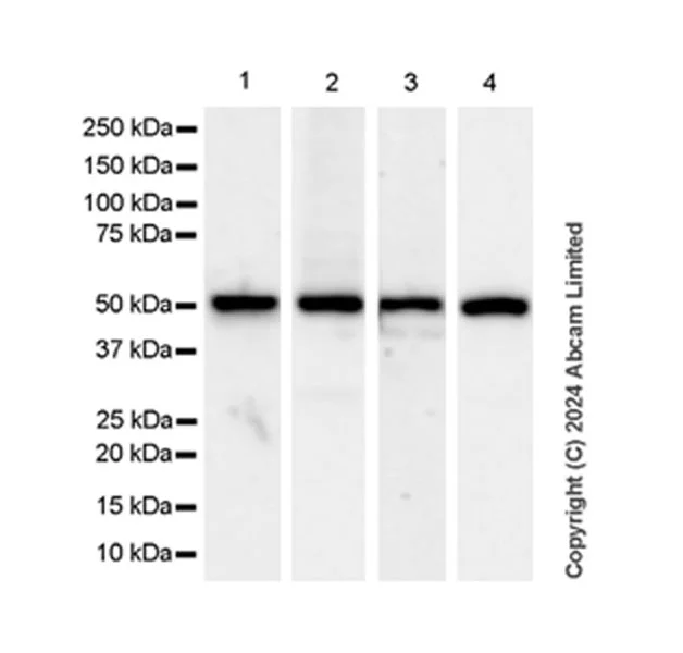 Western blot - Goat Anti-Rabbit IgG H&L (HRP) (AB97051)