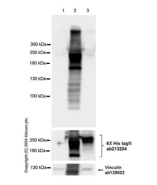 Western blot - Goat Anti-Rabbit IgG H&L (HRP) (AB97051)