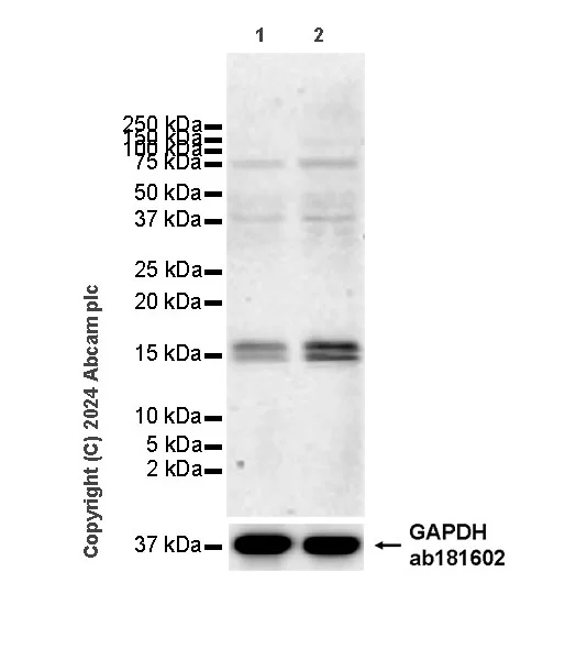 Western blot - Goat Anti-Rabbit IgG H&L (HRP) (AB97051)
