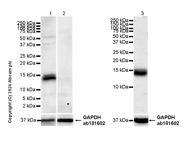 Western blot - Goat Anti-Rabbit IgG H&L (HRP) (AB97051)