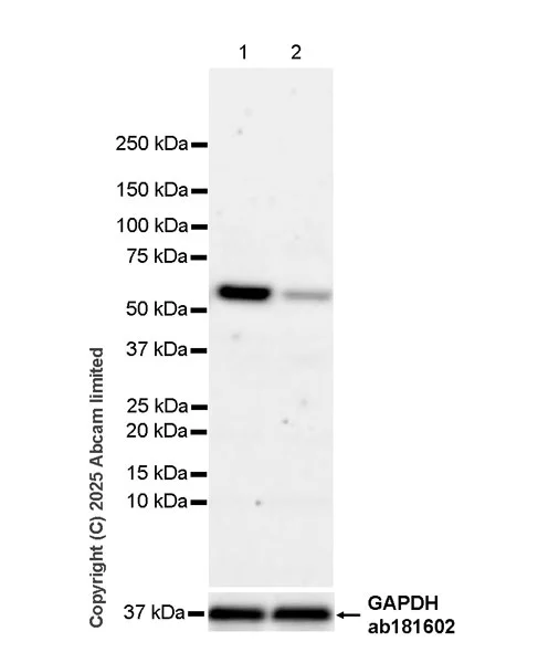 Western blot - Goat Anti-Rabbit IgG H&L (HRP) (AB97051)