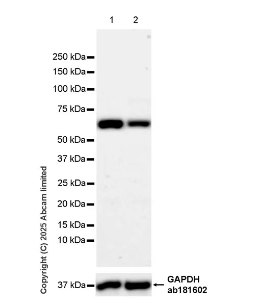 Western blot - Goat Anti-Rabbit IgG H&L (HRP) (AB97051)