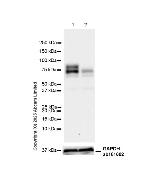 Western blot - Goat Anti-Rabbit IgG H&L (HRP) (AB97051)