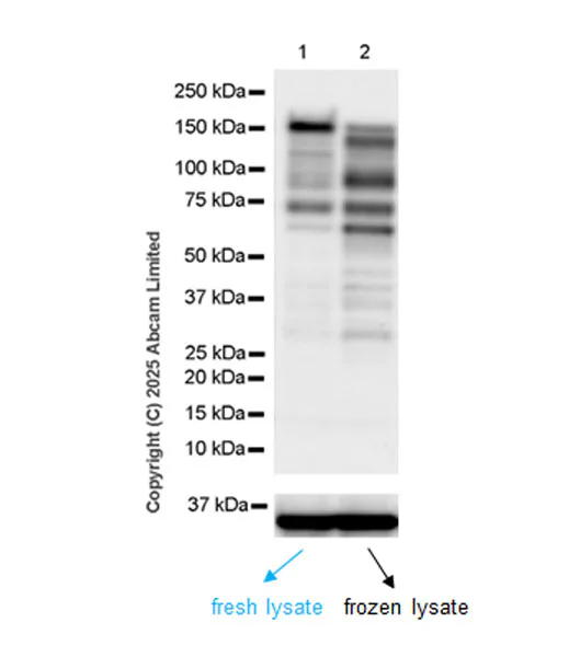 Western blot - Goat Anti-Rabbit IgG H&L (HRP) (AB97051)