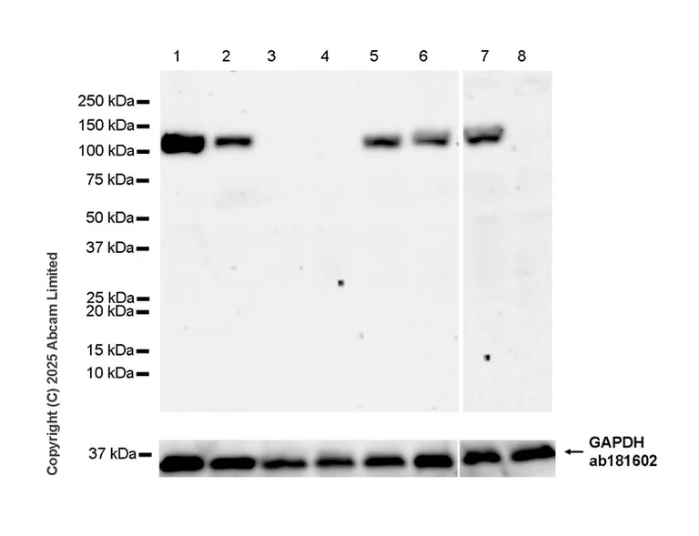 Western blot - Goat Anti-Rabbit IgG H&L (HRP) (AB97051)