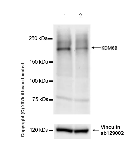 Western blot - Goat Anti-Rabbit IgG H&L (HRP) (AB97051)