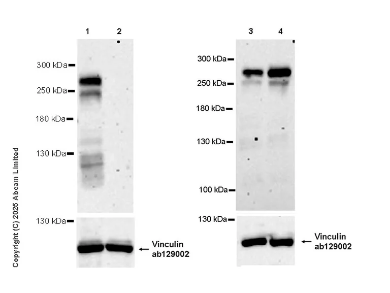 Western blot - Goat Anti-Rabbit IgG H&L (HRP) (AB97051)