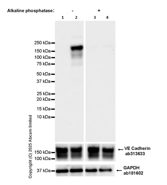 Western blot - Goat Anti-Rabbit IgG H&L (HRP) (AB97051)