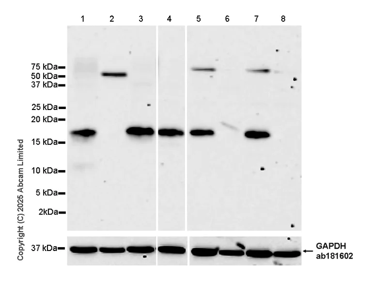 Western blot - Goat Anti-Rabbit IgG H&L (HRP) (AB97051)
