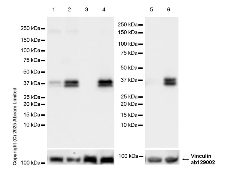 Western blot - Goat Anti-Rabbit IgG H&L (HRP) (AB97051)