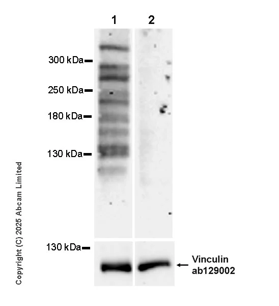 Western blot - Goat Anti-Rabbit IgG H&L (HRP) (AB97051)