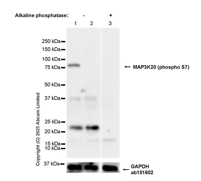 Western blot - Goat Anti-Rabbit IgG H&L (HRP) (AB97051)