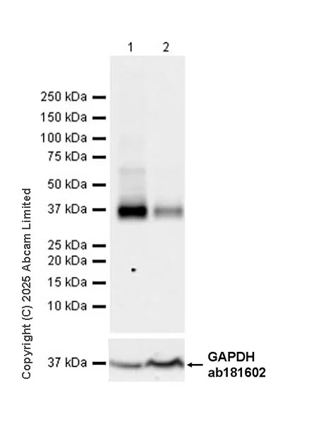Western blot - Goat Anti-Rabbit IgG H&L (HRP) (AB97051)