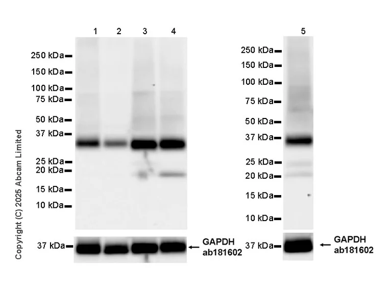 Western blot - Goat Anti-Rabbit IgG H&L (HRP) (AB97051)